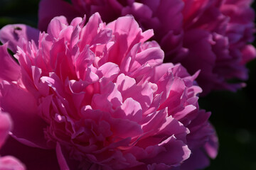 Abstract background of pink peony petals. Peony flower close-up.