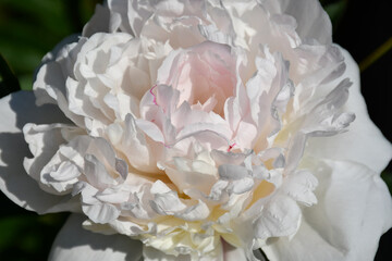 Blooming white peony close-up. Beautiful petals of a flower.