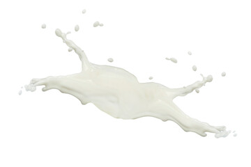 pouring of milk splash isolated white background