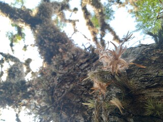 pine tree branches