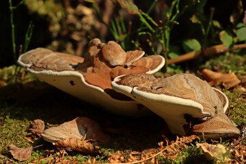 Flacher Lackporling (Ganoderma applanatum)