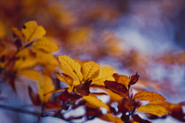 Buchenblätter im Herbst