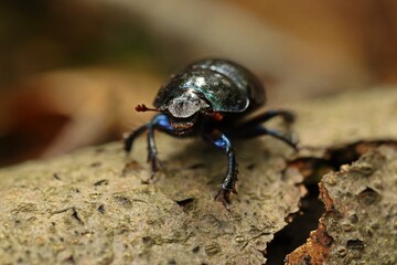 Portrait eines Waldmistkäfers (Anoplotrupes stercorosus) auf Rinde