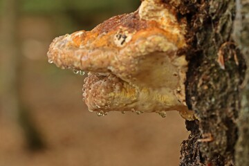 Guttation an Rotrandigem Baumschwamm (Fomitopsis pinicola).