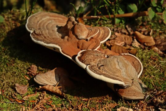 Flacher Lackporling (Ganoderma applanatum)
