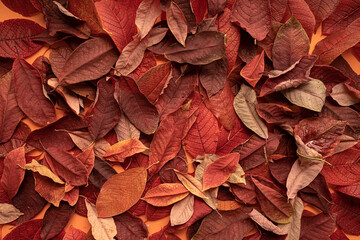 autumn leaves background, top view close up