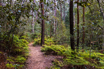 footpath in the forest