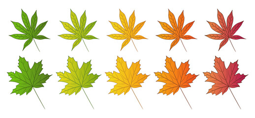 Maple leaf and Japanese red maple leaf. Set of autumn colors. Isolated leaves on white background. Vector illustration.