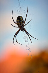 Wespenspinne ( Argiope bruennichi ).