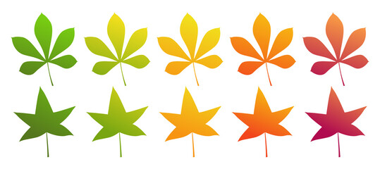 The leaf of the chestnut and sweet gum tree. Set of different autumn colors. Isolated on a white background. Vector illustration.