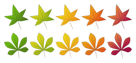 The leaf of the chestnut and sweet gum tree. Set of different autumn colors. Isolated on a white background. Vector illustration.