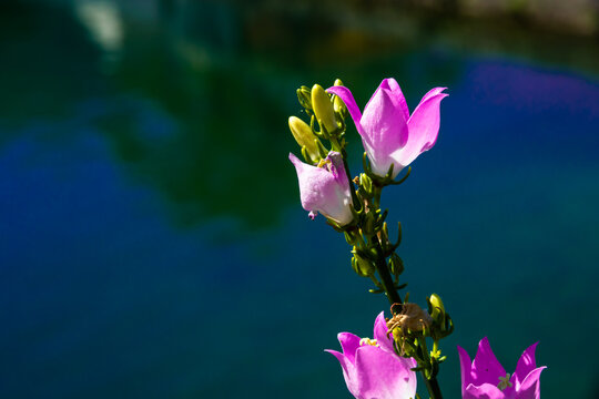 Beautiful pink flowers against the background of a deep blue pond