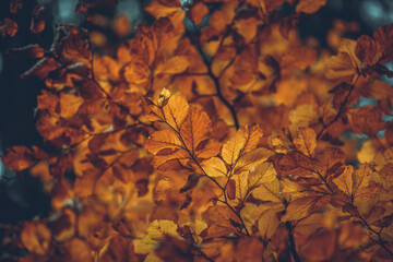 Buchenblätter im Herbst