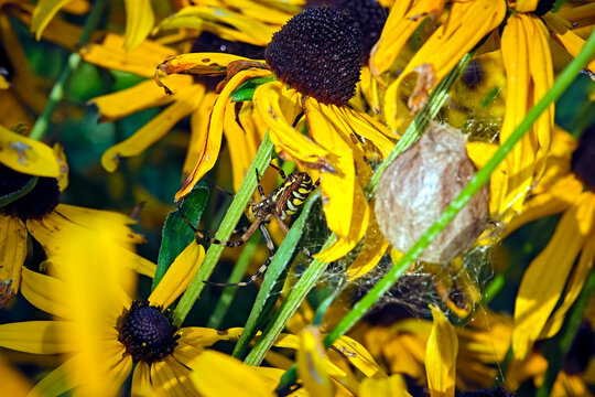 Wespenspinne ( Argiope bruennichi ) neben ihrem Kokon.