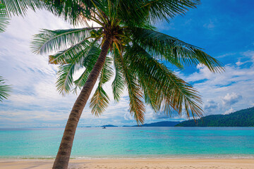 Fototapeta na wymiar A coconut palm tree among the blue sky and beautiful tropical beach in Koh Lipe, Thailand.