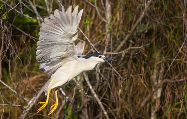Black crowned heron