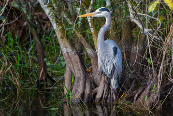 Blue heron