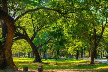 Nature green city park with tree green meadow morning sunlight