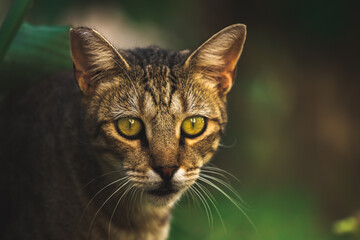 Surprised wild stray cat peeking out from the thicket