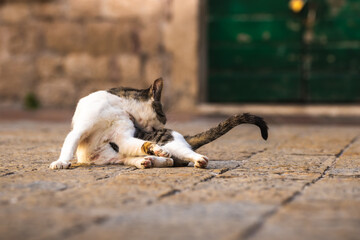 Fototapeta premium The cat washes unscrupulously in the middle of the street against the background of the old town of Kotor