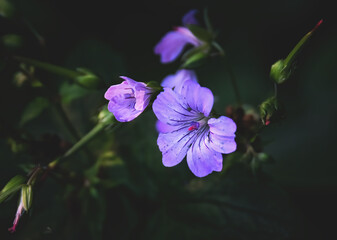 Lila Wiesenblumen in der Dämmerung