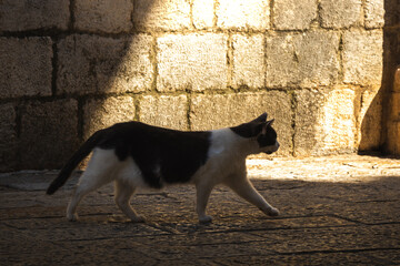 The cat in the old town of Kotor walks like at home