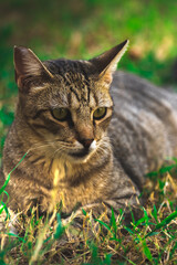 Beautiful homeless predatory cat in the grass