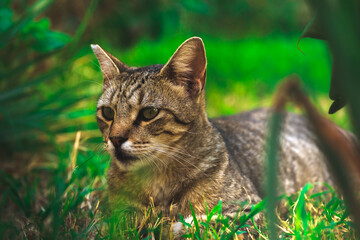 Naklejka na ściany i meble Beautiful homeless predatory cat in the grass