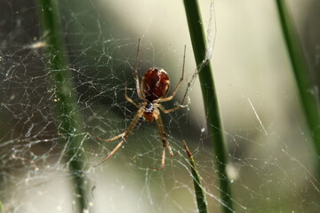 l' araignée, Epeire diadème