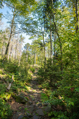 Weg im Bayerischen Wald