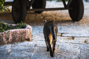 The cat walks through the old city