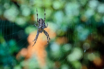 Gartenkreuzspinne ( Araneus diadematus ).