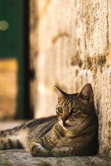 Cat at the walls of the old town of Kotor