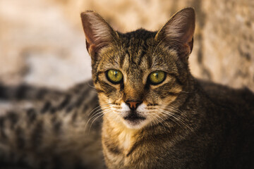 Portrait of a beautiful cat against the background of a stone wall, Kotor, Montenegro