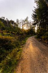 Weg bei Sonnenuntergang im Bayerischen Wald