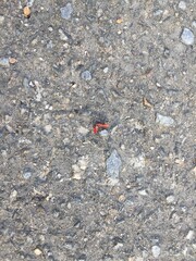 the ground