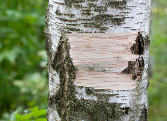 texture of birch bark. Background from birch trees
