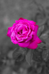 Naklejka premium Pink rose on black background