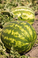Large ripe watermelons in summer on melons