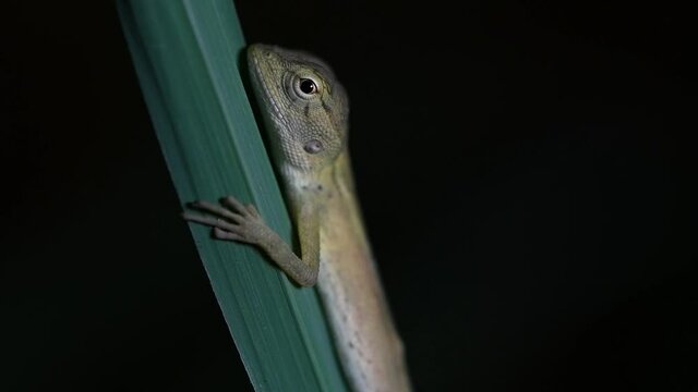 The Oriental Garden Lizard is also called the Eastern Garden Lizard, Bloodsucker and Changeable Lizard; it has the ability to change its colours according to its lifecycle and can be commonly found.