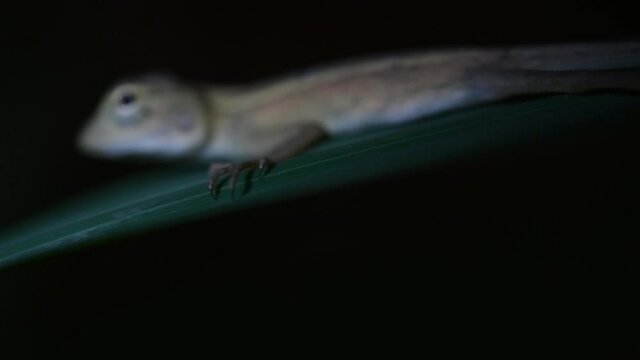 The Oriental Garden Lizard is also called the Eastern Garden Lizard, Bloodsucker and Changeable Lizard; it has the ability to change its colours according to its lifecycle and can be commonly found.