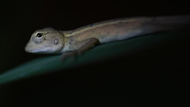The Oriental Garden Lizard is also called the Eastern Garden Lizard, Bloodsucker and Changeable Lizard; it has the ability to change its colours according to its lifecycle and can be commonly found.