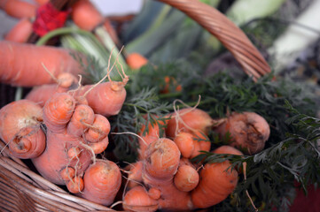 Karotten frisch aus dem Garten