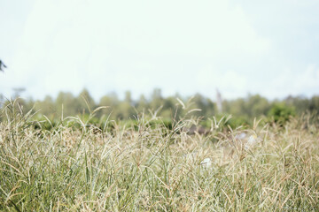 wheat field and sky