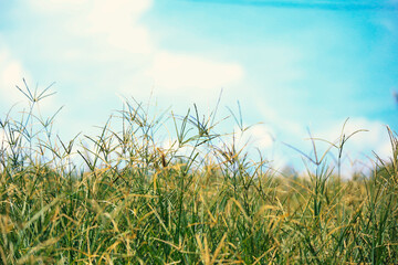 field of grass and sky