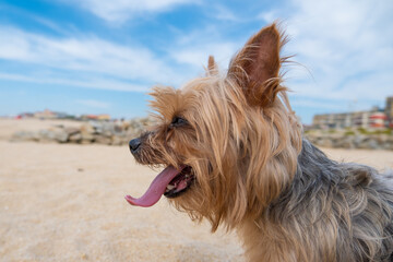 Cute Yorkshire terrier dog at beach in summer with tongue out. Profile shot.