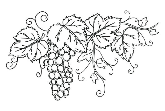 Bunch of grapes with leaves. Black outline on an isolated white background. Vine. Vector.