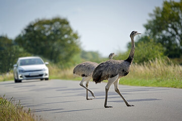 Two nandus or greater rhea (Rhea americana) cross the road in front of an approaching car in Mecklenburg West Pomerania, Germany, the big birds can be dangerous for traffic