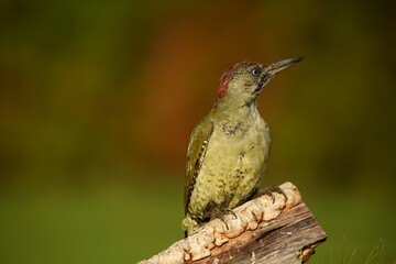 The European Green Woodpecker (Picus viridis) sitting on the branche  with green background.