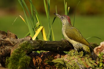 The European Green Woodpecker (Picus viridis)  close to the waterhole.